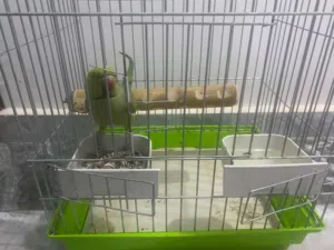 ببغاء دره هندي متكلم