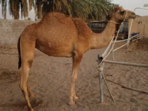 ناقه . جمل . بوش