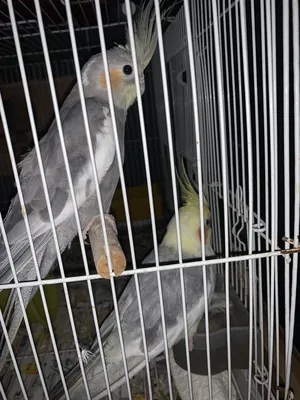 Parrots4