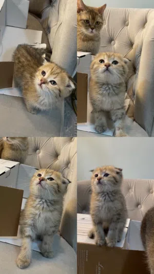 سكوتش فولد جولد انثى