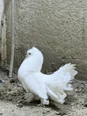 زوج عرايس وتكين ابيع شلع