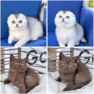 قطط سكوتش ستريت وفولد سينمون او بني  وسلفر شيدد من اندر الالوان بالعالم عمر شهرين  ( الي بدو يرن )