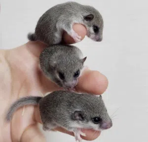 Micro squirrel