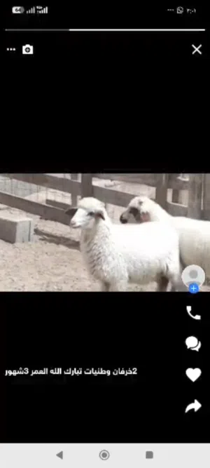 زوز خرفان الله يبارك ماشاء الله ناشطات