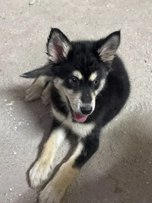 For Sale Siberian Husky, 3 months old, for more details call