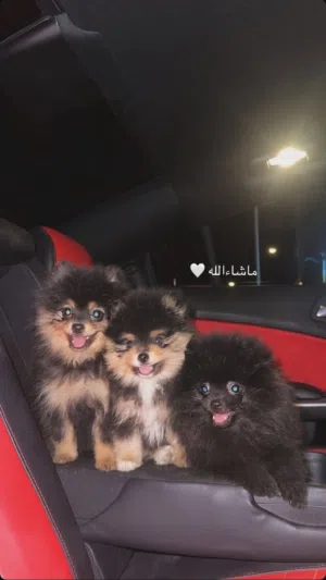 كلاب بومرينيان