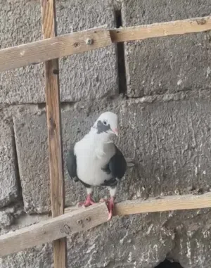 السلام عليكم شباب مجموعه حمام زوج ارافل باسود مخاليف بالثالثه ونثيه ستلايت و طيره نثيه بخاريه لوت