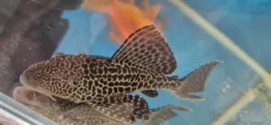 PLECO بلدية
