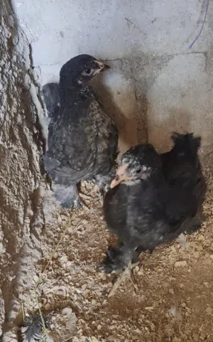 صيصان عدد 2 لون اسود