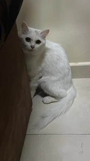 بيع قطط شيرازيات