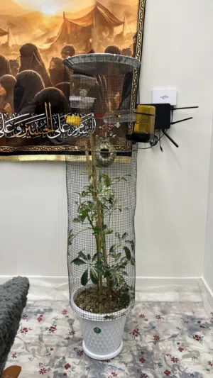 فناجس عادي مع 3 افراخ