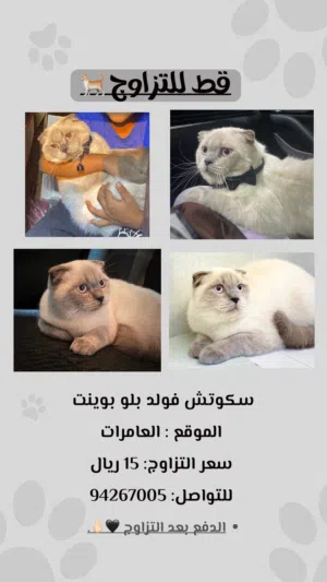 قط للتزاوج سكوتش فولد بلو بوينت