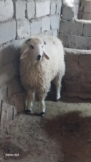 خرفان للبيع اثنينهم فحل