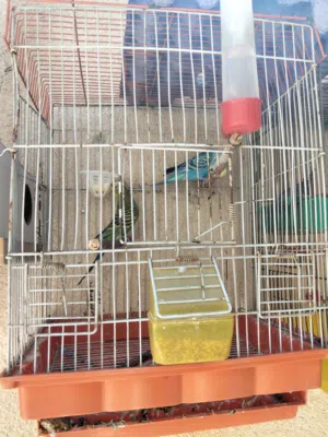 عصافير حب للبيع