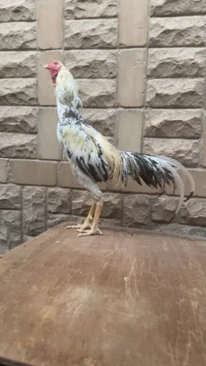 ديج تايلندي