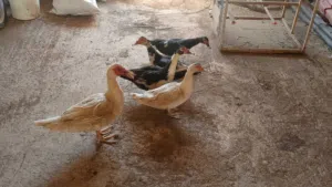 طقم بط شغال للبيع