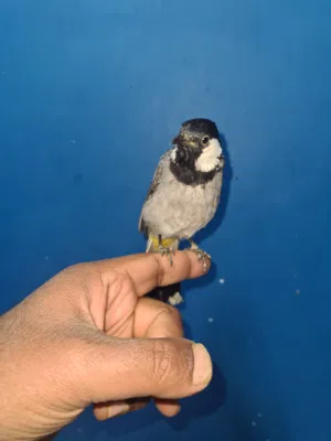 بلبول بحريني