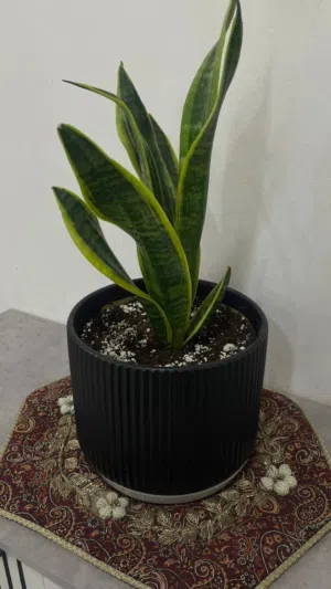 نبتة جلد النمر