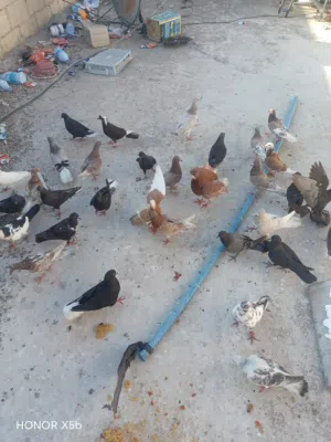 حمام مشكل صحة ونظافة