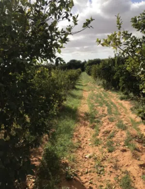 Farm Land for Sale in Tripoli Al-Azeeb