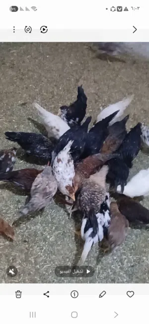 دجاج عربي  عمرة خمسة اشهر