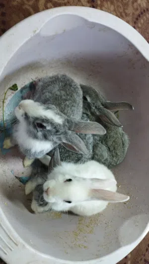 ارانب فراخ للبيع