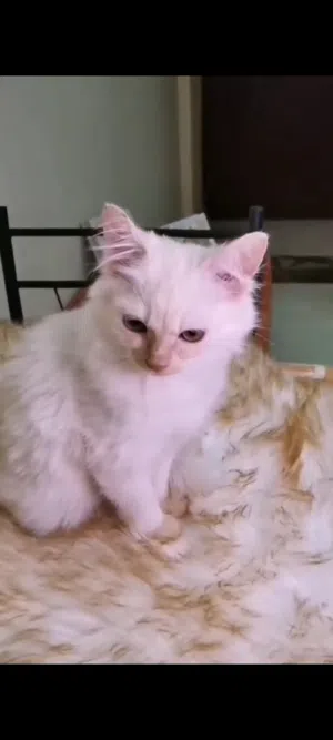 قط ذكر شيرازي العمر 5 شهور للبيع السباب سفر