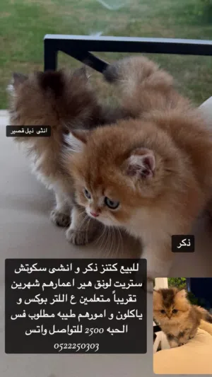 سكوتش ستريت ذكر و انثى بيور لونق هير مستوى توب التوب لعوبين و صحتهم زينه اعمارهم شهرين و شوي
