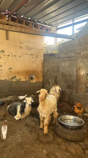 أغنام للبيع