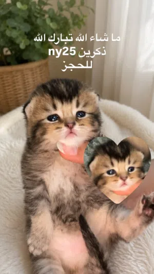 للبيع ذكور NY25 فولد وستريت