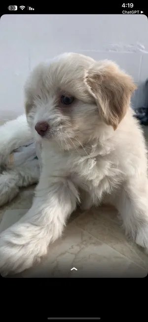 Golden Retriever4
