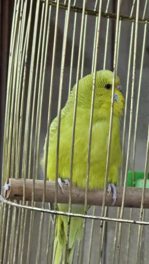 جوز بادجي طيور الحب بالصلاة على النبي شغال للأنتاج