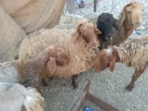 بلدي اي راس 130 فقط لوزن من 20 ل25 لحم صافي عقائق ومجنوي ونذر ومناسبات ذبح وتقطيع نفس المكان