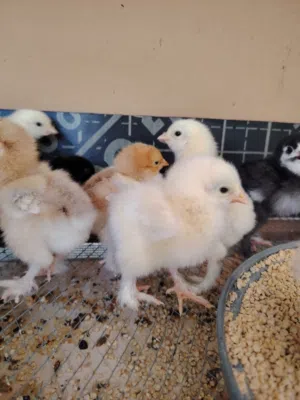صيصان براهما بف جامبو بزره عملاقه