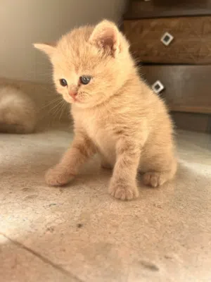Scottish and Himalayan breed