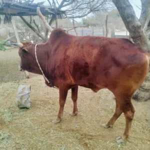 للبيع ثور عماني