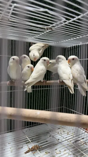 طيور لاف بيرد