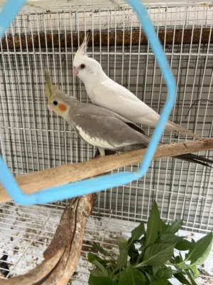 الحق ع الزين كوكتيل البينو عيون حمر صافي