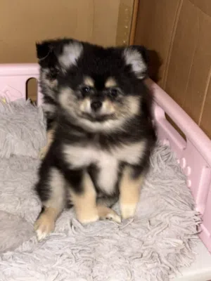 Pomeranian babies ( Pure breed )