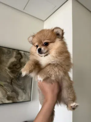 Pure pamorenian dog