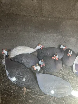 للبيع دجاج الحبشي بياض