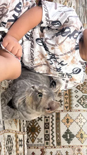 قطط شيرازيه