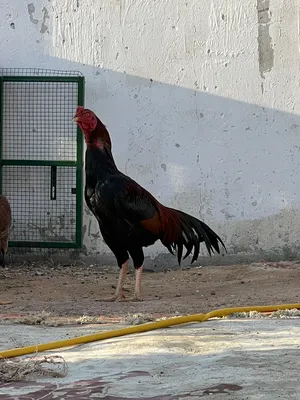 دجاج باكستاني بيور اصيل