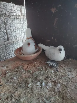 Pigeons4