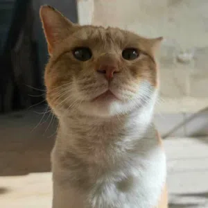 معتصم طبازه 