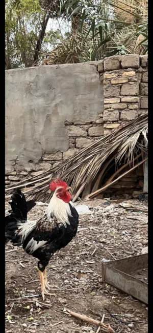 ديك دندراوي شوكي عربي نقي خط اول