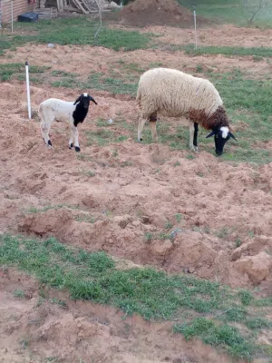 سلام عليكم متوفر نعجه والده خروف