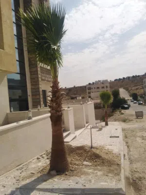 نخل مثمر نخيل واشنطونيا الزينة