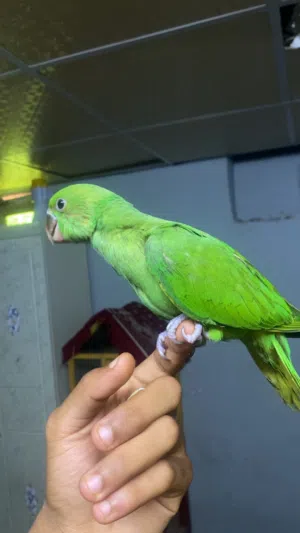 بغبغاء الدره.