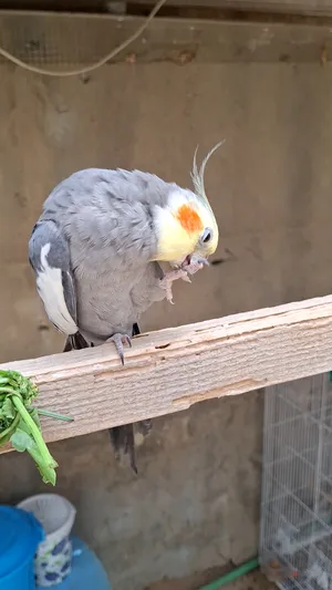 ‏ببغاء‏4
